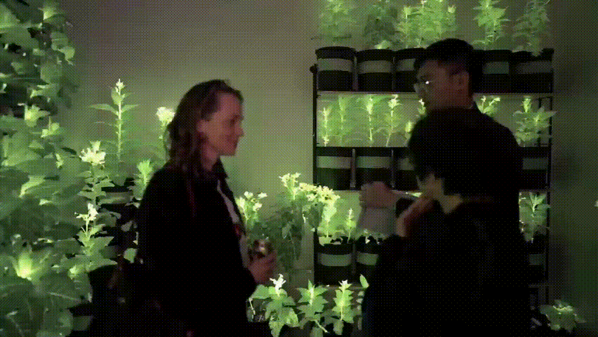 中国工业报社与神笔生物共探科技文旅新路径 助力发光植物技术拓展应用场景 丝路文旅 神笔生物 科技文旅 中国工业报社 一带一路 中国工业报社与神笔生物共探科技文旅新路径 助力发光植物技术拓展应用场景 丝路文旅 神笔生物 科技文旅 中国工业报社 一带一路