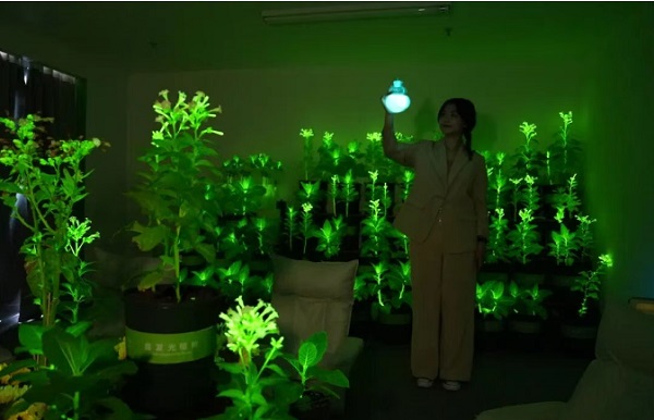 中国工业报社与神笔生物共探科技文旅新路径 助力发光植物技术拓展应用场景 丝路文旅 神笔生物 科技文旅 中国工业报社 一带一路 中国工业报社与神笔生物共探科技文旅新路径 助力发光植物技术拓展应用场景 丝路文旅 神笔生物 科技文旅 中国工业报社 一带一路