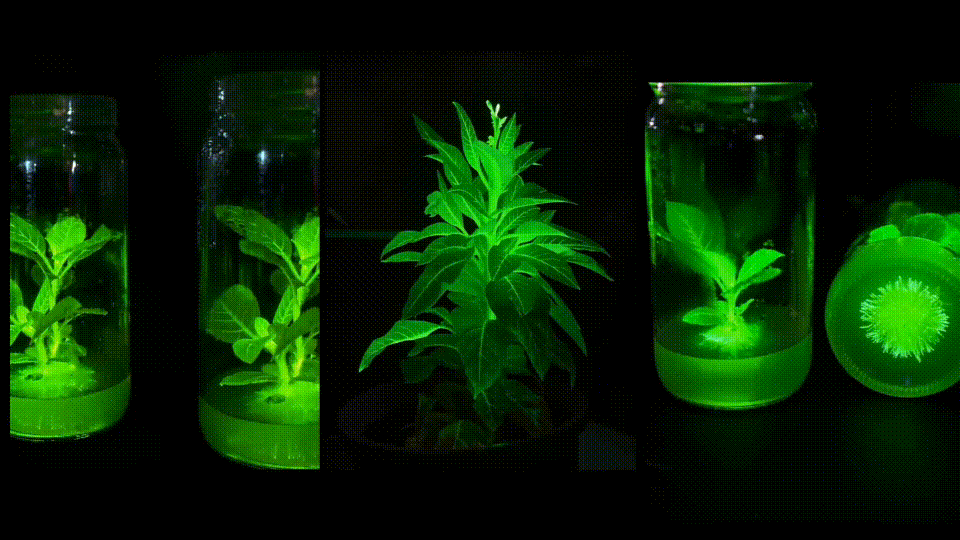 《合成生物学走进课堂，“发光生物”研学课程受热捧》