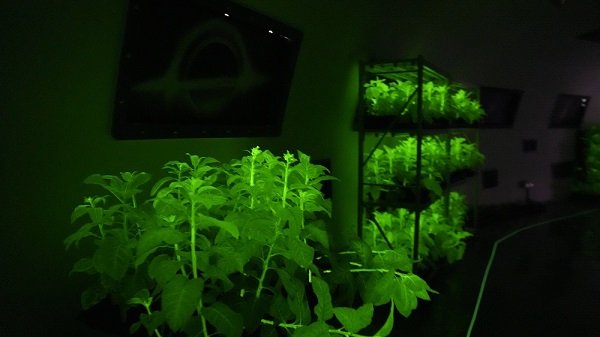 《合成生物学走进中学课堂，合肥“发光生物”研学课程受热捧》  一带一路  丝路文旅  神笔生物  研学课堂  合成生物学