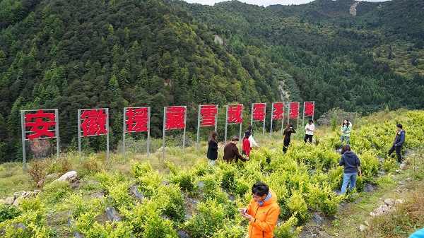 再品雪域莓茶：紫砂壶中的甘醇韵味